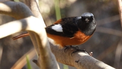 DSCN9049：ジョウビタキ（オス）