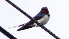 P1020467：ツバメ