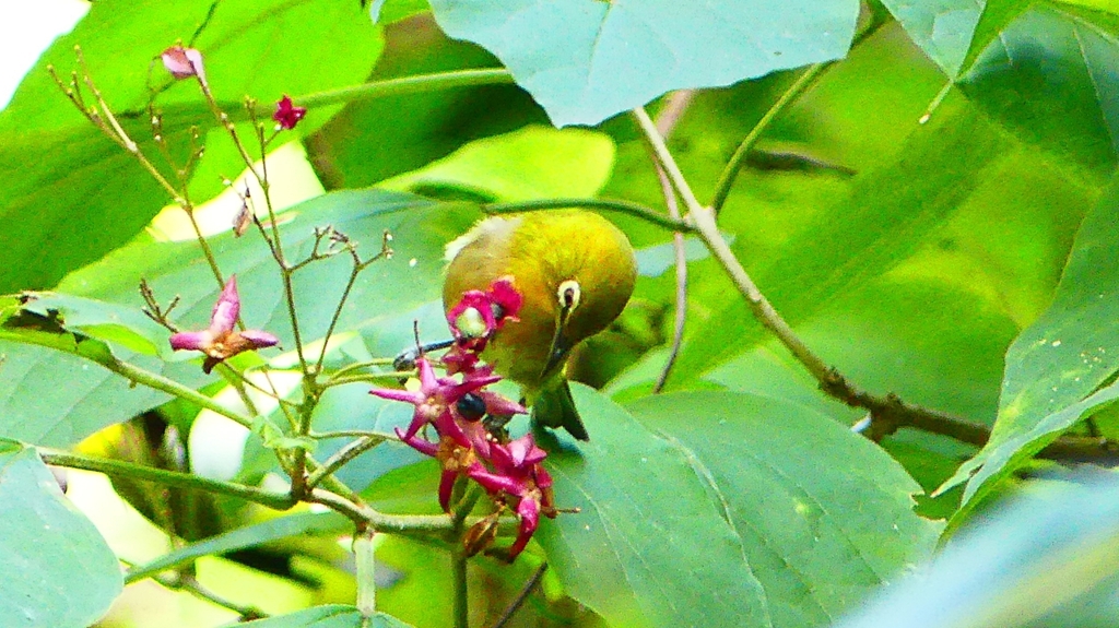 P2250624：メジロ