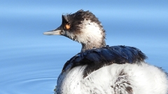 DSCN4958：ハジロカイツブリ