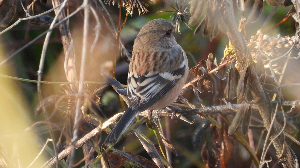 DSCN5732：ベニマシコ