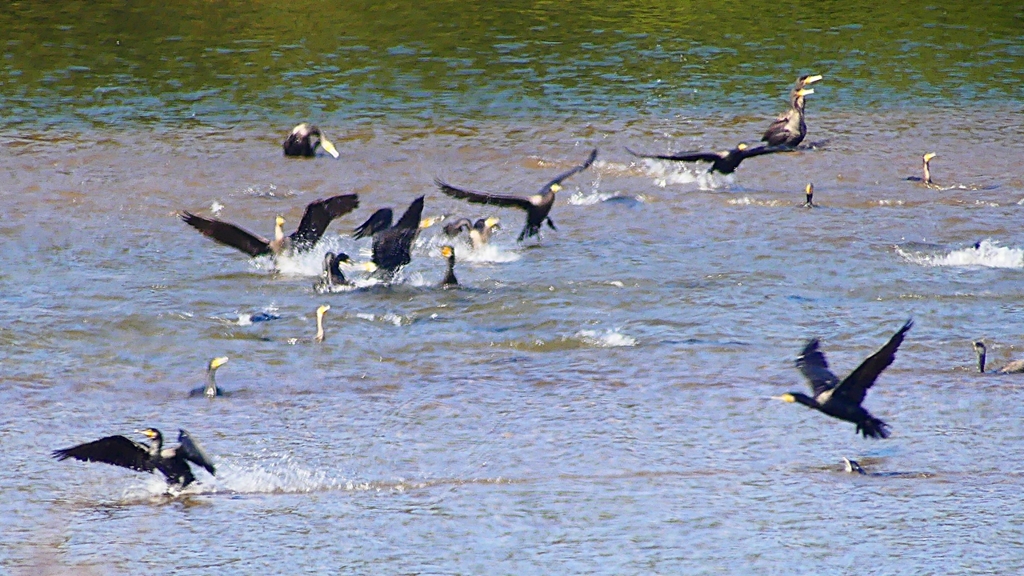 P2330145：カワウの狩り