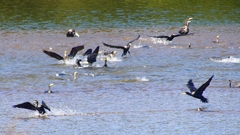 P2330145：カワウの狩り