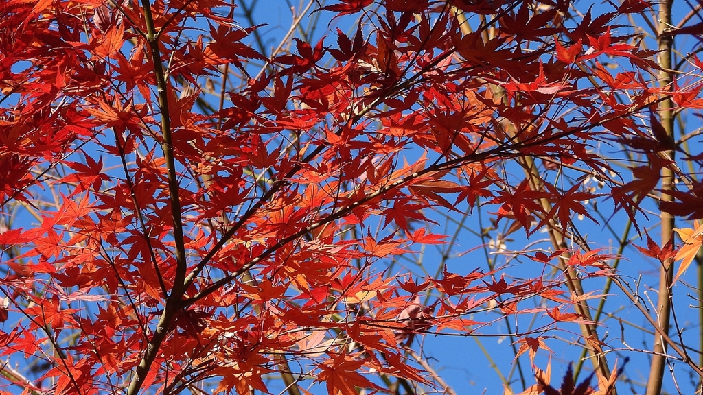 DSCN1299：紅葉