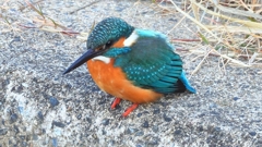 DSCN6423：カワセミ（オス）