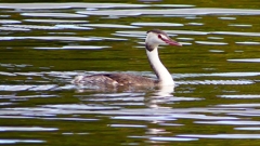 P2330740：カンムリカイツブリ