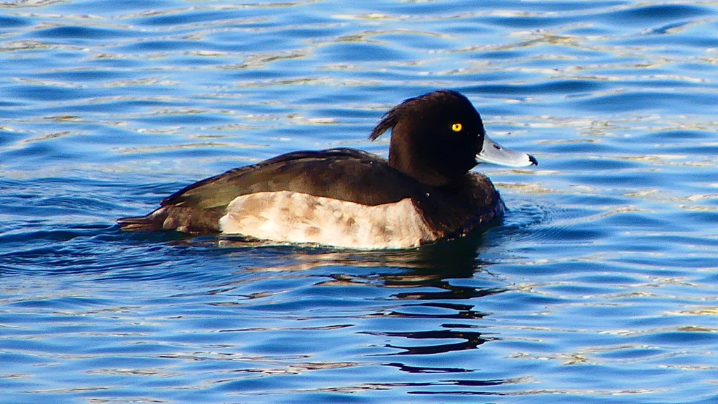 P2380440：キンクロハジロ（オス）