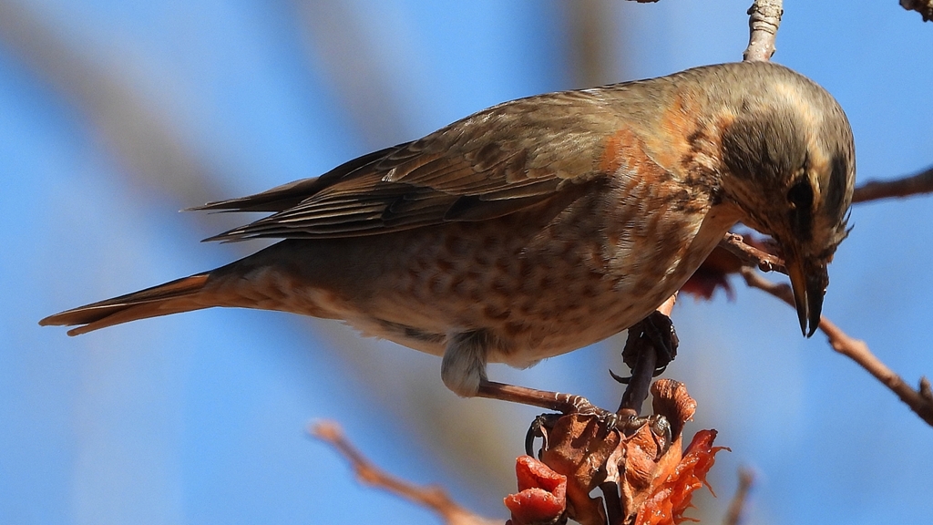 DSCN8841：ハチジョウツグミ