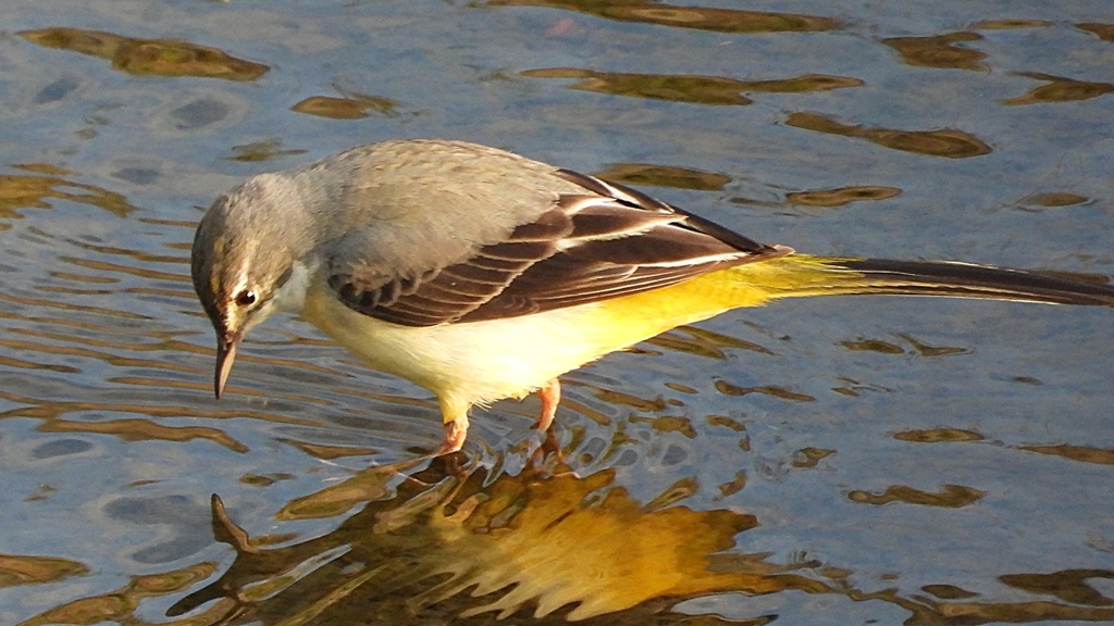 DSCN3582：キセキレイ