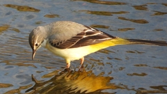 DSCN3582：キセキレイ