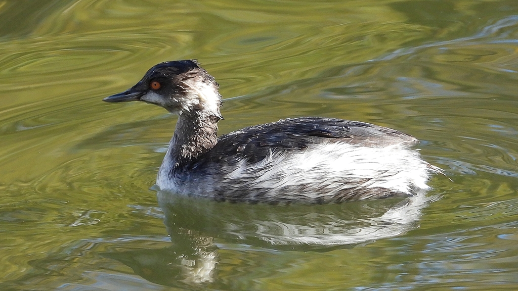 DSCN0244：ハジロカイツブリ