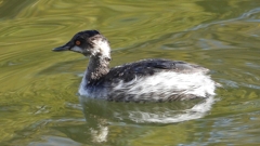 DSCN0244：ハジロカイツブリ