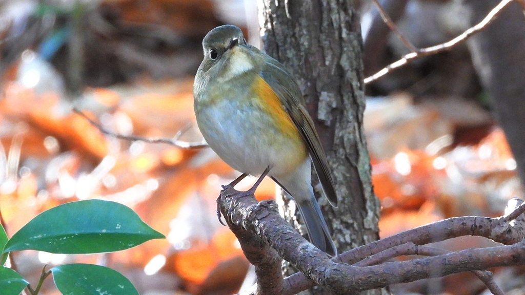 DSCN7127：ルリビタキ（メスタイプ）