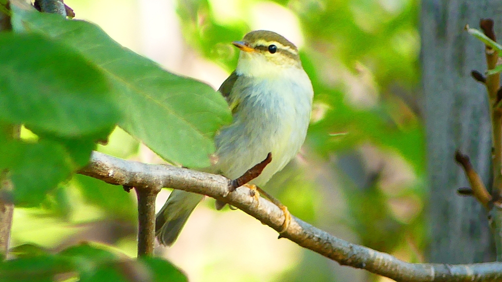 P2320071：ムシクイ