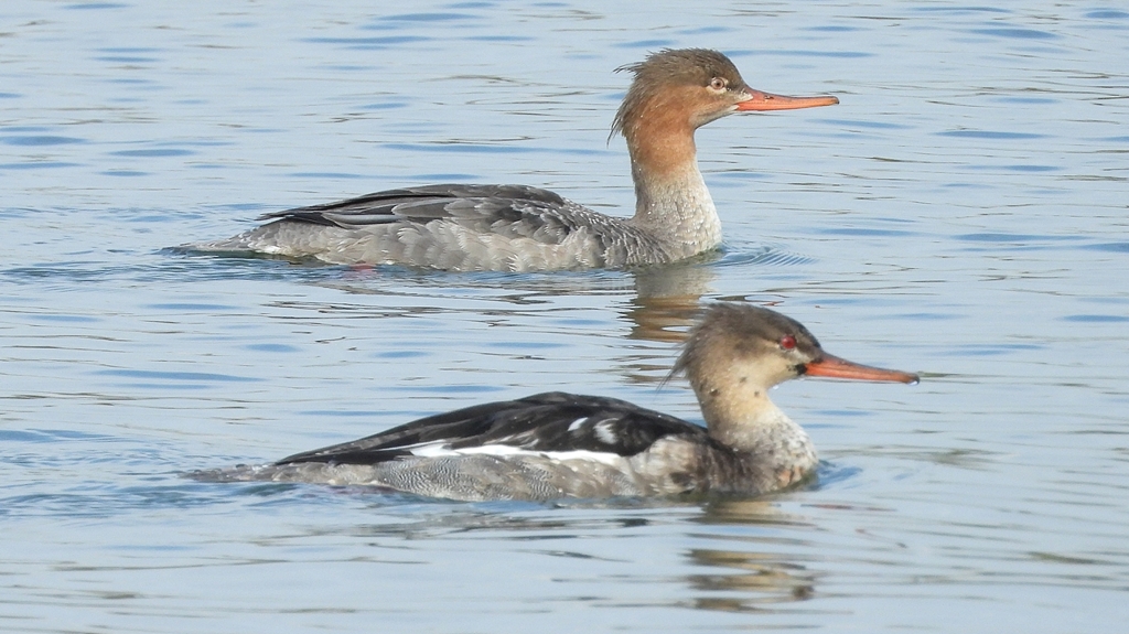 DSCN4500：ウミアイサ