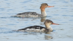 DSCN4500：ウミアイサ