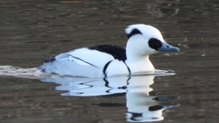 DSCN1890：ミコアイサ（オス）