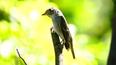 P2300050：コサメビタキ