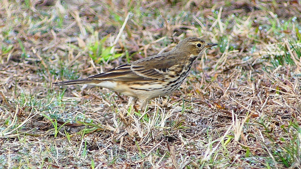 P2350639：タヒバリ