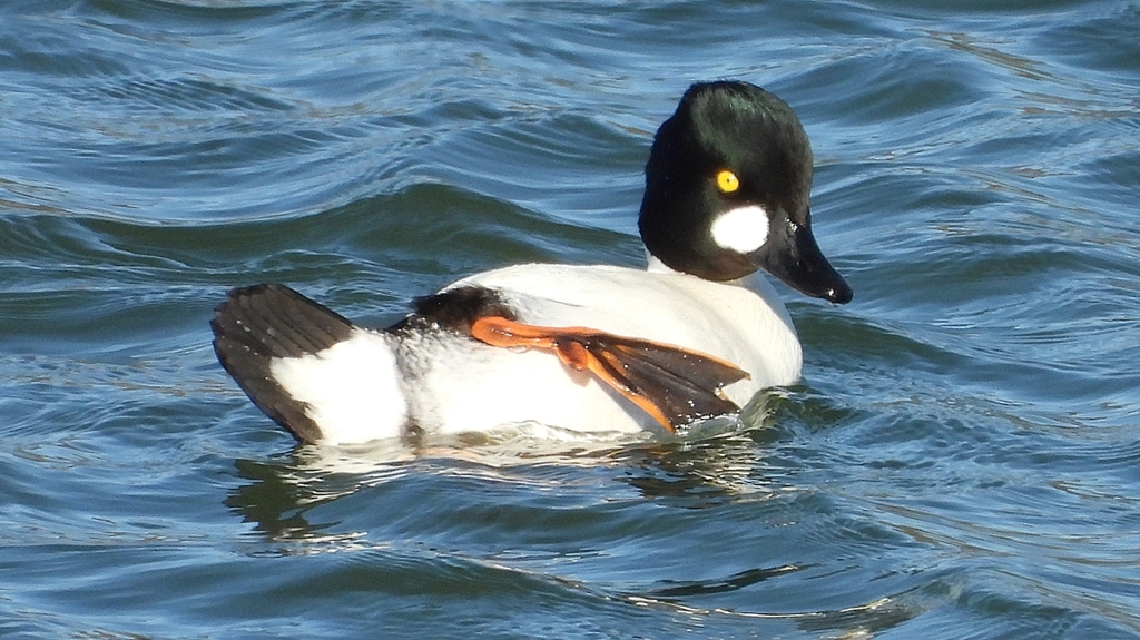 DSCN5617：ホオジロガモ（オス）