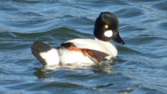 DSCN5617：ホオジロガモ（オス）