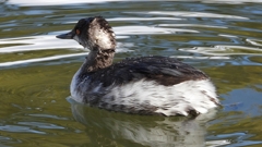 DSCN0254：ハジロカイツブリ