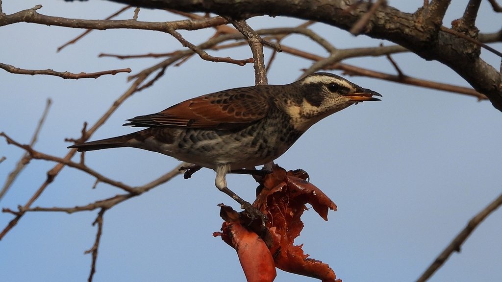 DSCN8410：ツグミ