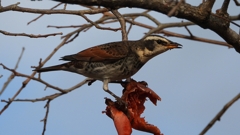 DSCN8410：ツグミ