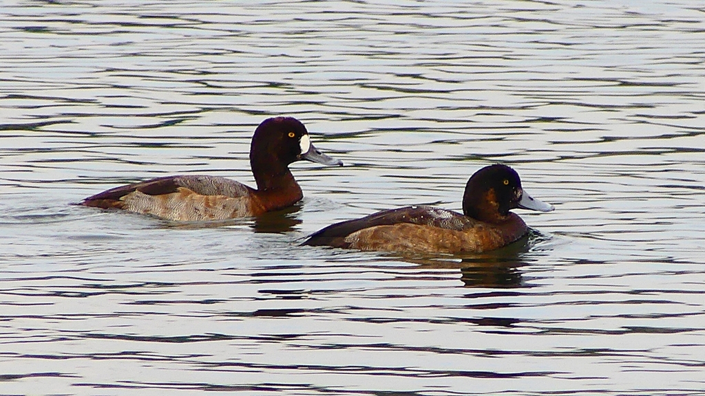 P2350537：スズガモ