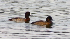 P2350537：スズガモ