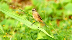 P2290435：ノビタキ