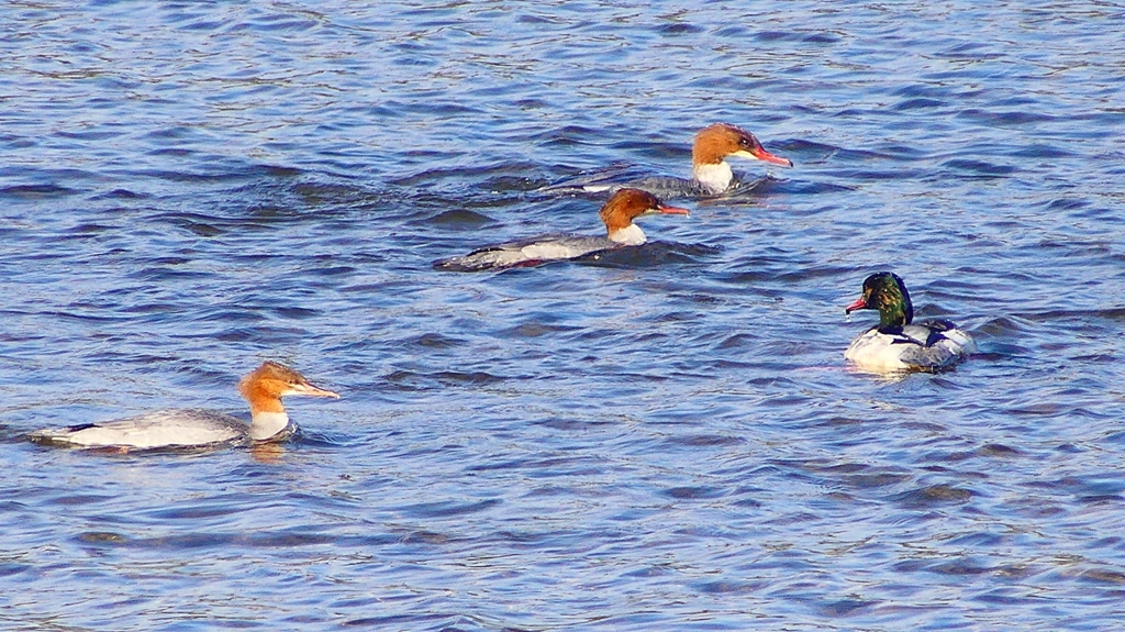 P2390119カワアイサ