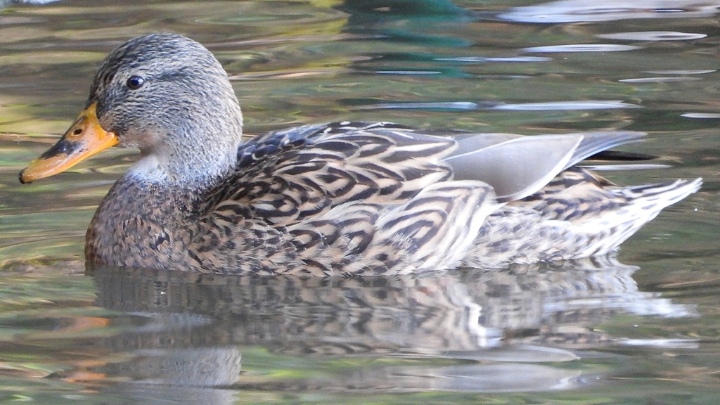 DSCN0035：マガモ（メス）