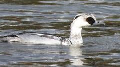 DSCN0297：ミコアイサ（オス）