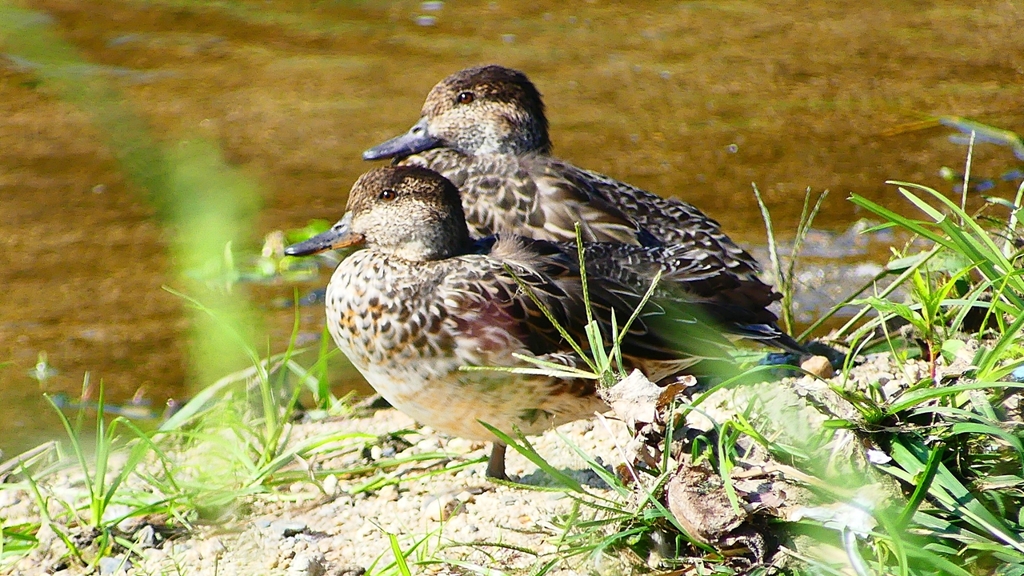 P2330606：コガモ