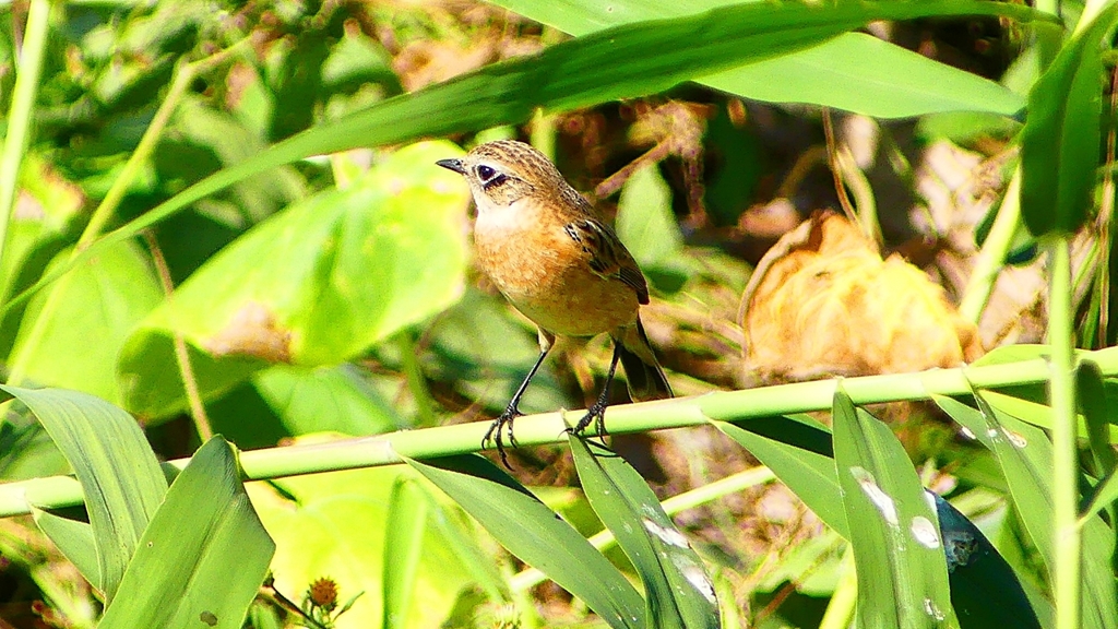 P2300207：ノビタキ