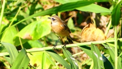 P2300207:ノビタキ P2300207:ノビタキ