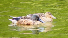 P2330823：ハシビロガモ