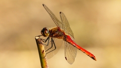 P2320271：アキアカネ（オス）