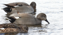 DSCN1807：オカヨシガモ