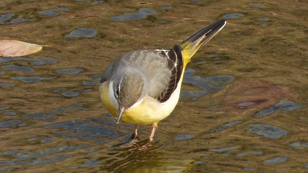 DSCN7550：キセキレイ