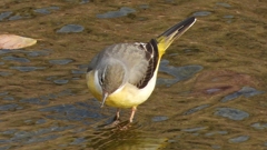 DSCN7550：キセキレイ