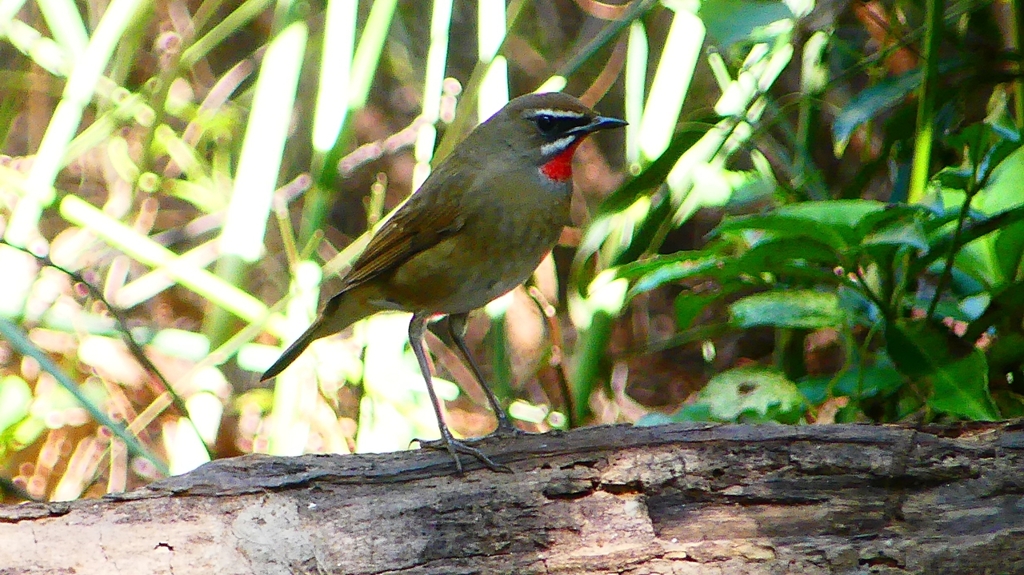 P2310247：ノゴマ（オス