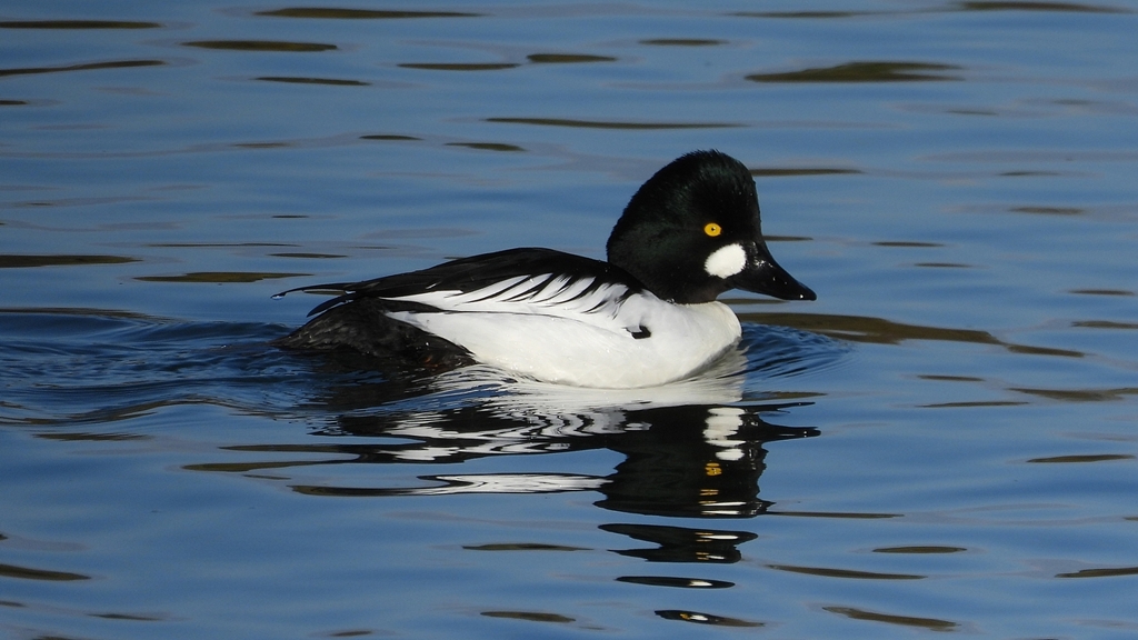 DSCN2799：ホオジロガモ（オス）