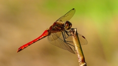 P2320168：アキアカネ（オス）