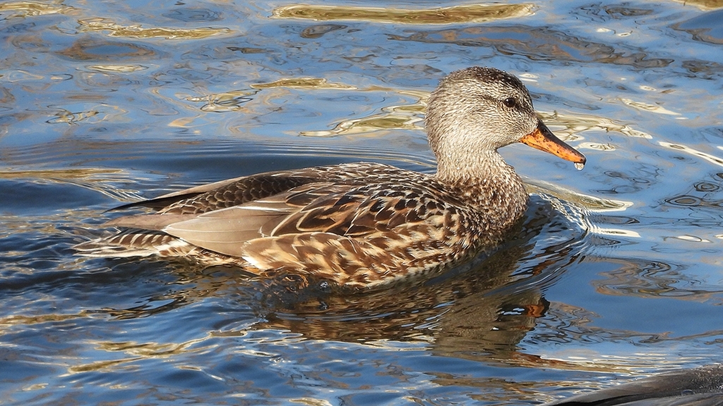 DSCN9785：オカヨシガモ（メス）