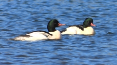 DSCN5820：カワアイサ