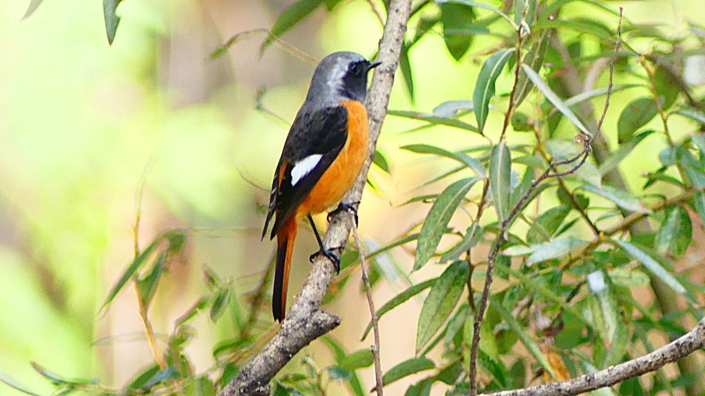 P2290560：ジョウビタキ（オス）