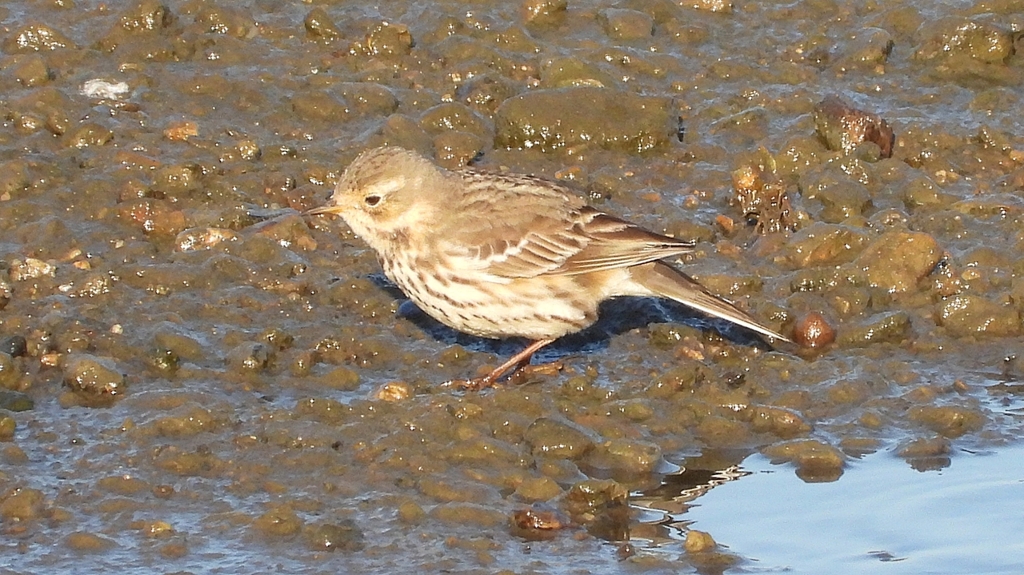 DSCN6484：タヒバリ