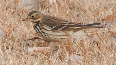 DSCN7613：タヒバリ